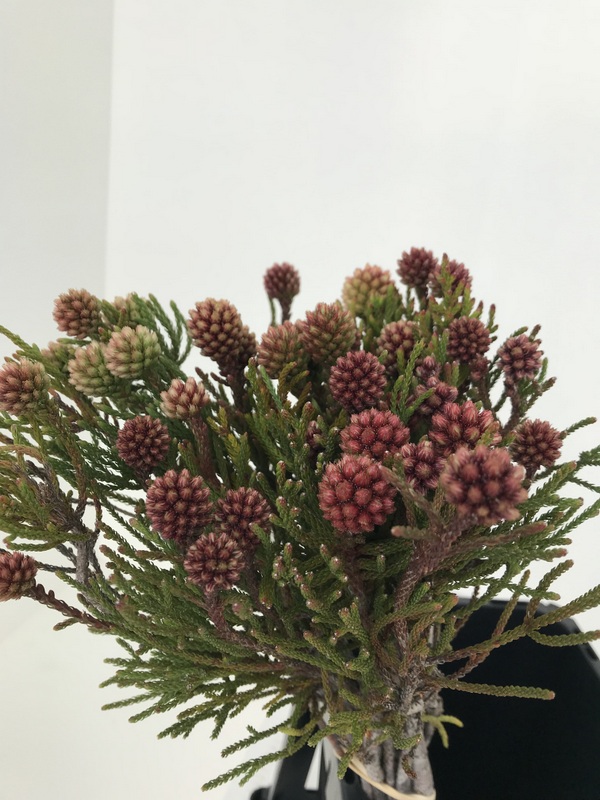 ネベリア【クラスタスター】