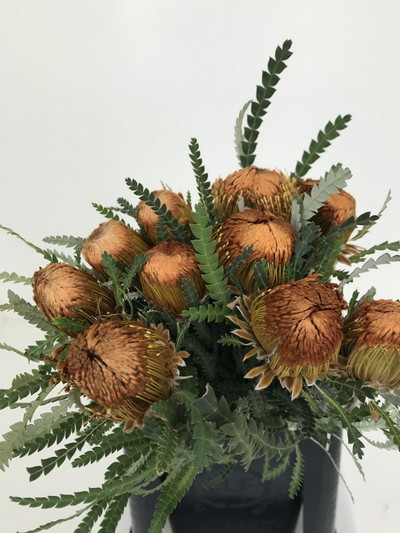 ドライアンドラ【フォルモーサ】