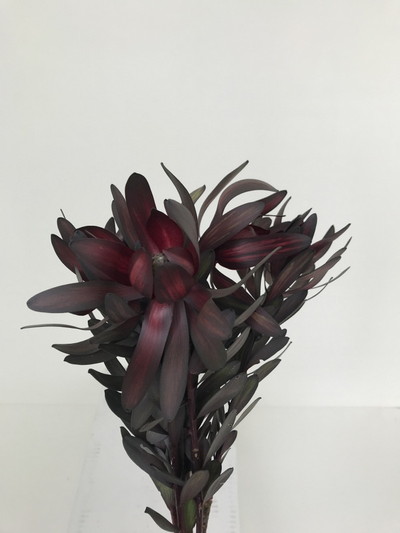 リューカデンドロン【エボニー】