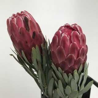 プロティア【ビーナス】