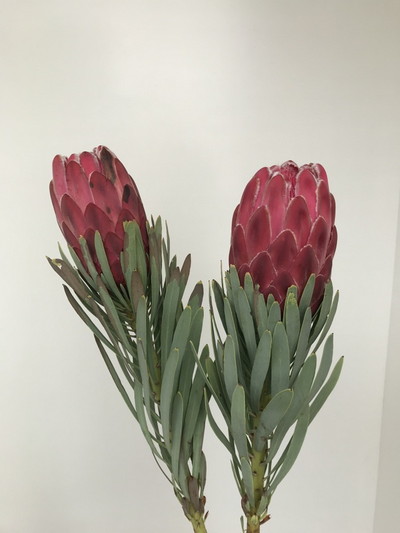 プロティア【ビーナス】