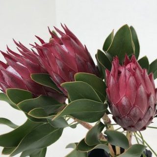 プロティア【マディバレッド】