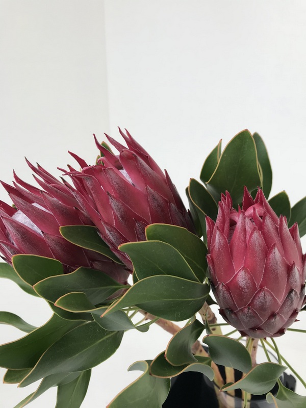 プロティア【マディバレッド】