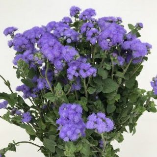 アゲラタム【トップブルー】