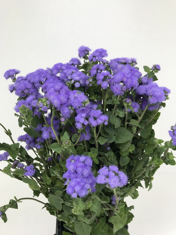 アゲラタム【トップブルー】