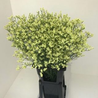 パイナップルダイヤモンド