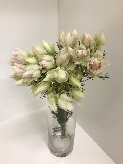 S.ブラッシングB.W