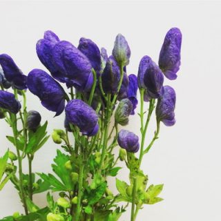 ヤマトリカブト