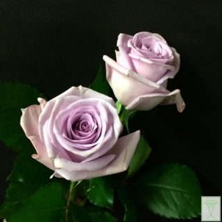 オーシャンソング