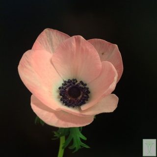 ロサシアロミストラル