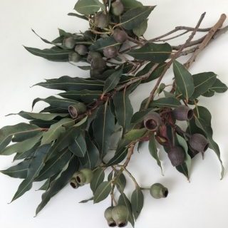 ユーカリ【ベルガムナッツ】