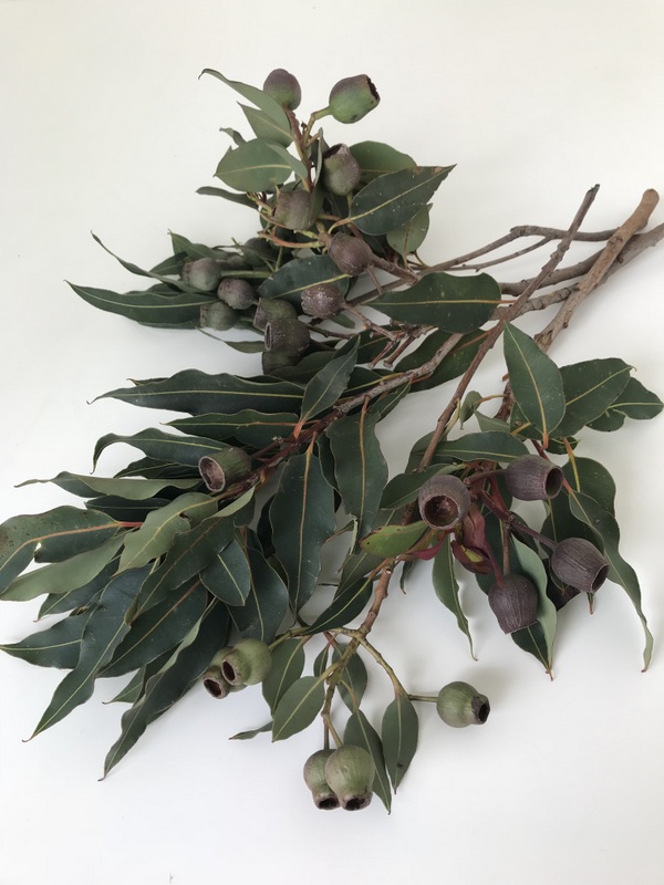 ユーカリ【ベルガムナッツ】