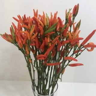 トウガラシ【パントミーヤオレンジ】