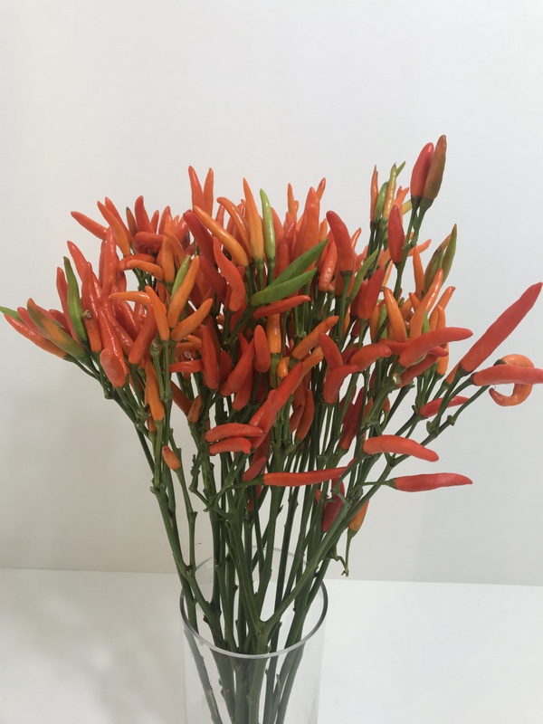 トウガラシ【パントミーヤオレンジ】