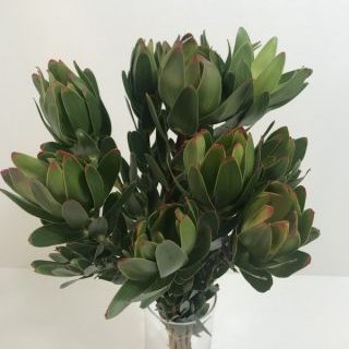 リューカデンドロン【アフリカンリップ】