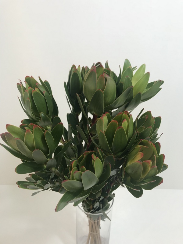 リューカデンドロン【アフリカンリップ】