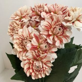 ダリア【ヴァニラ】