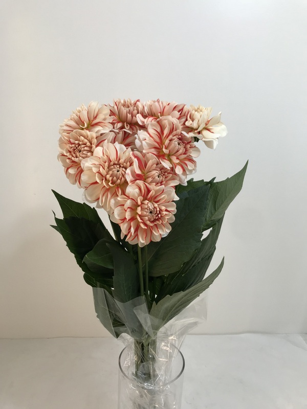 ダリア【ヴァニラ】