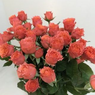 バラ【トロピカルレイン】