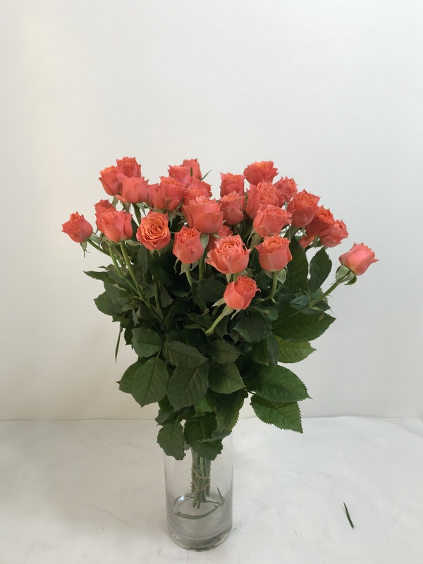 バラ【トロピカルレイン】