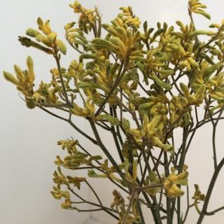 カンガルーポーイエロー