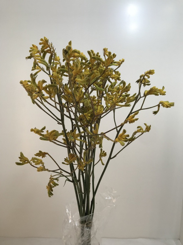 カンガルーポーイエロー