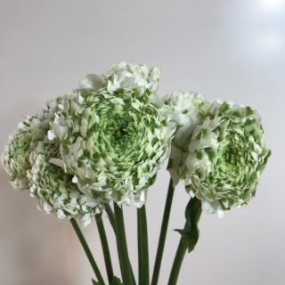 ポンポン・シレンテ