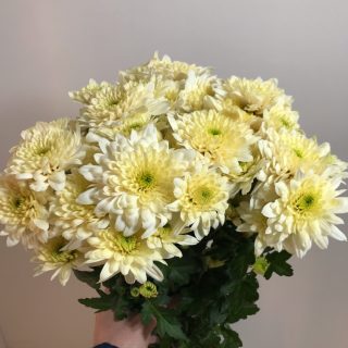 ソルベットバニラ