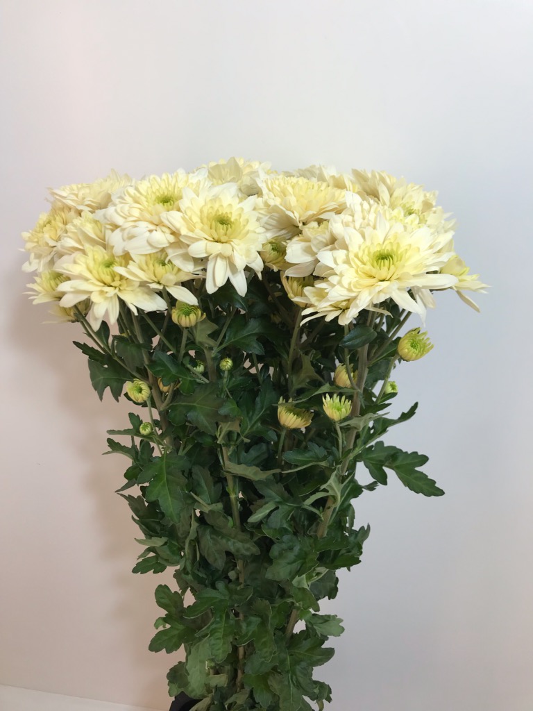 ソルベットバニラ