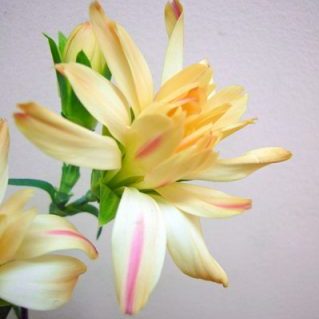 ミニティアラトパーズ