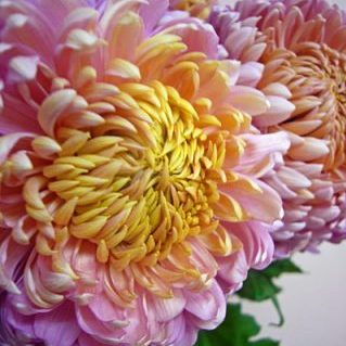 クラシックレオン