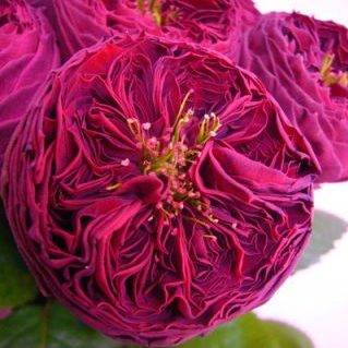 グランドジュビリー