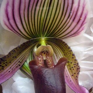 グルテニアナムレッドスポット