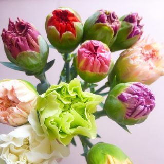 ツボミミックス