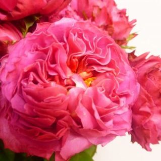 ナギサウェーブ