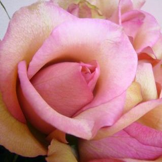 マニエルノワール