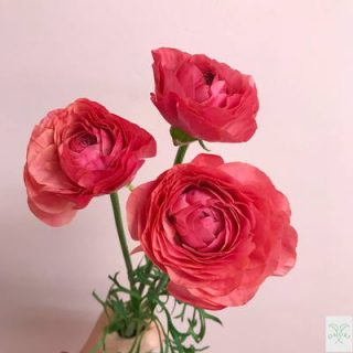 ラナンキュラス【ビュゼ】