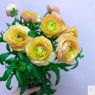 ラナンキュラス　【ラックス　ロテイス】