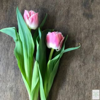 チューリップ【クィーンズランド】