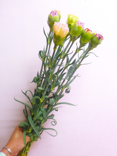 ツボミミックス