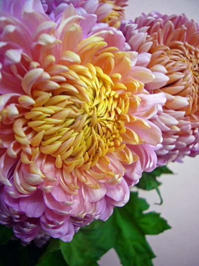 クラシックレオン