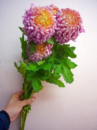 クラシックレオン