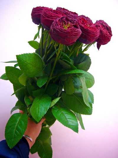 グランドジュビリー