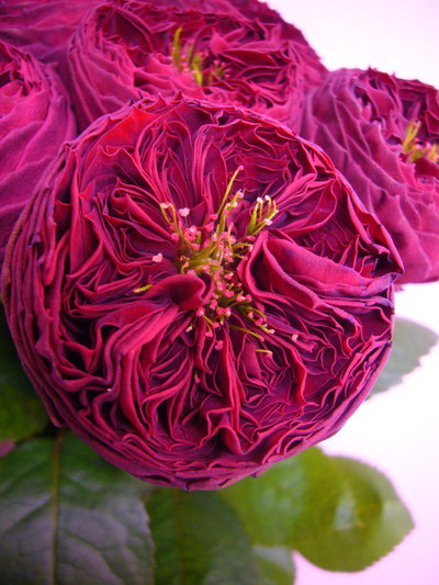 グランドジュビリー