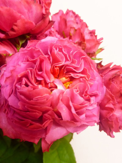 ナギサウェーブ