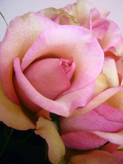 マニエルノワール