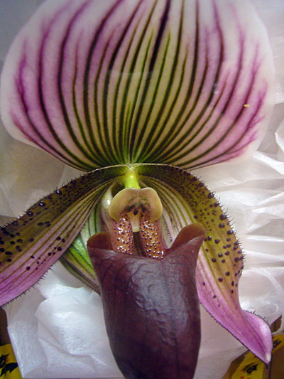 グルテニアナムレッドスポット