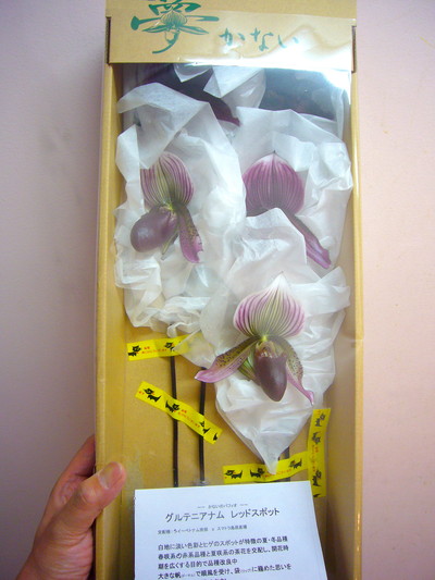 グルテニアナムレッドスポット