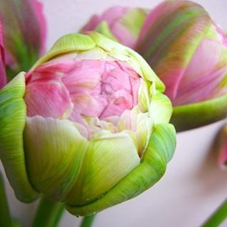 ウェディングギフト