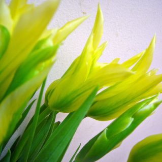 グリーンダンス